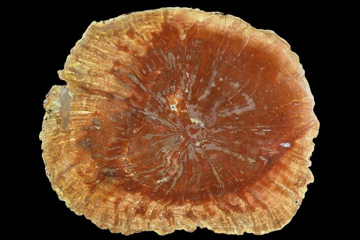 Petrified Horsetail (Calamites?) From Madagascar - Rare! #124251
